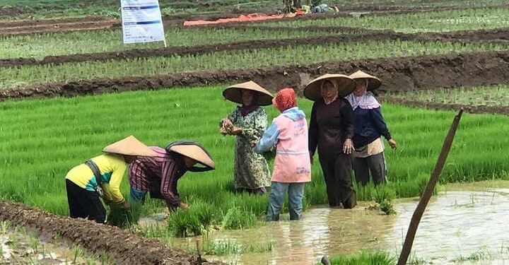 Jaksa Agung Diminta Periksa dan Selidiki Proyek Bantuan Benih Padi di Jawa Barat